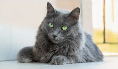 Au début de l’histoire de quel grade est-il ?