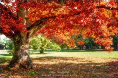 Quel est ton élément ?