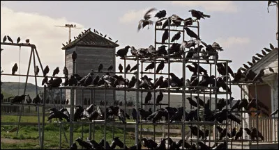 Un film d'horreur de 1963, réalisé par Alfred Hitchcock, dans lequel on voit Tippi Hedren. Comment s'appelle ce film ?