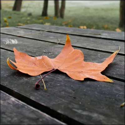 Quel chat cette image représente-t-elle ?