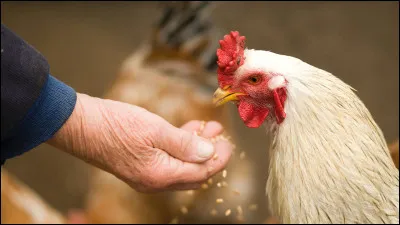 Quel est ton type d'animal préféré ?