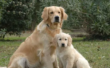 Quiz Races de chiens