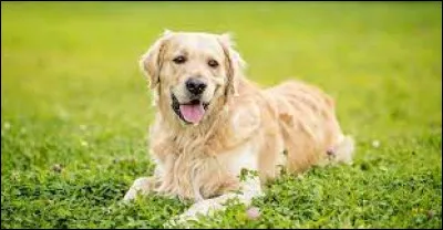 Une de ces races de chiens a permis de fonder la race golden, laquelle ?