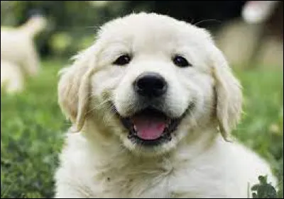 Le golden peut-il prendre du poids facilement ?