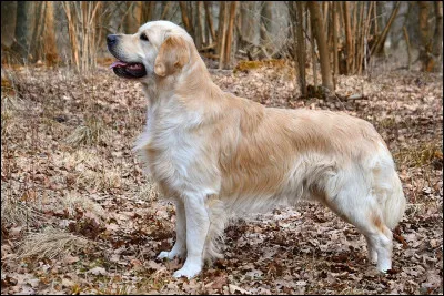Quelle taille fait une golden retriever (femelle au garrot) ?