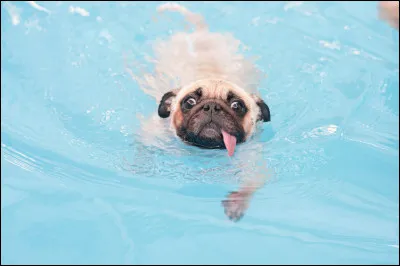 Les goldens aiment-ils l'eau ?
