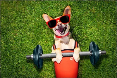 Les goldens sont-ils sportifs ?