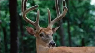 Quel est le poids moyen dun cerf élaphe ?