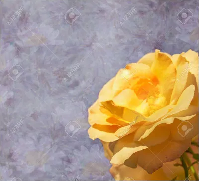 Une fleur. Qui est ce chat ?