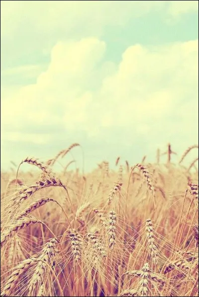 Quel paysage te fait le plus rêver ?