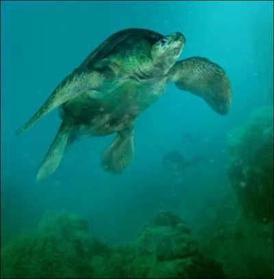 Comment s'appelle l'anctre des tortues ?