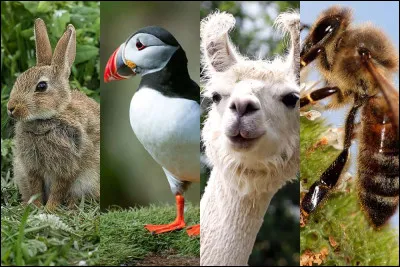 Je suis un reptile.
Je peux être venimeux.
Je n'ai pas de membres ni d'ouvertures d'oreille.
Que suis-je ?