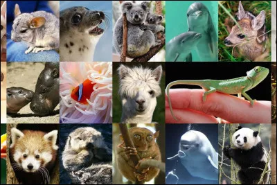 Je suis un mammifère.
Je suis un animal de compagnie commun.
Je peux voir dans le noir et j'attrape des souris.
Que suis-je ?