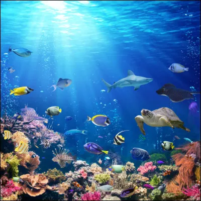 Je suis l'un des animaux les plus anciens vivants.
Je suis souvent projeté dans les films comme des monstres qui mangent des humains.
Je n'ai pas d'os mais j'ai des milliers de dents.
Que suis-je ?