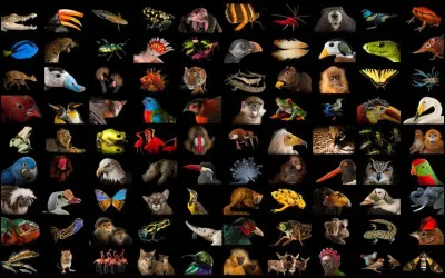 Je suis un omnivore très social.
Je suis un cousin des humains.
Je vis dans les forêts tropicales humides.
Que suis-je ?