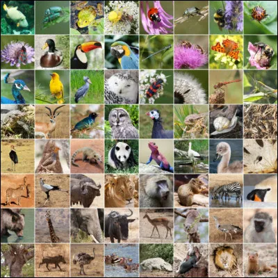 Je suis endémique en Chine.
Je mange des bambous.
Je suis une espèce en voie de disparition.
Que suis-je ?