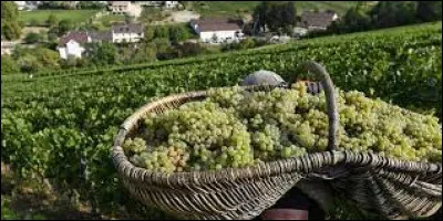 Quel est le nom de ce panier utilisé en Bourgogne pour récolter le raisin pendant les vendanges ?