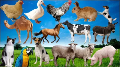 Quel animal t'attire le plus ?