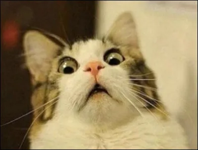 Certaines choses trouvées ont étonné les chercheurs, étant donné qu'ils ont trouvé...