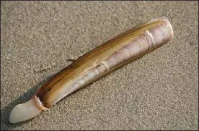 Avec quoi pêche-t-on le mieux le couteau (coquillage) ?