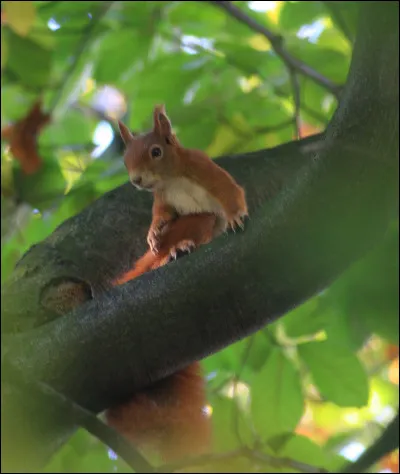 Quel bel animal ! Quel chat représente-t-il ?