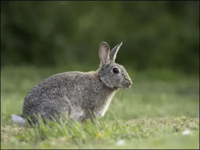 Oh, un lapin ! Quel chat représente-t-il ?
