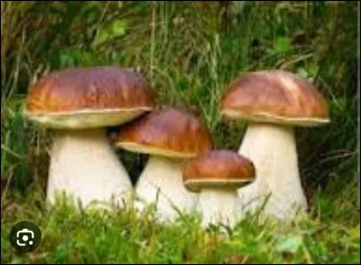 Sauras-tu donner le nom de ce champignon ?