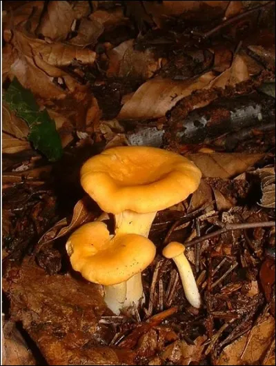 Est-ce que ce champignon est toxique ? Si oui quel est son nom ?