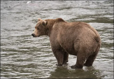 Situation : tu es dans la forêt. Soudain, tu vois un ours qui marche tranquillement. Au bout d'un moment, il te remarque. Que fais-tu ?