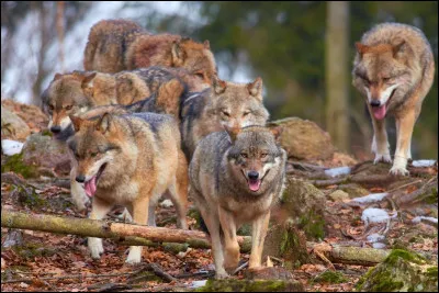 Toujours avec l'ours, tu as fini par réussir à te sauver. Ensuite, tu rencontres une meute de loups affamés ! Malheureusement, les loups ont réussi à t'encercler. Que fais-tu ?