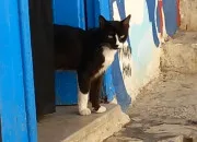 Quiz  qui correspond ce chat dans ''LGDC'' ?