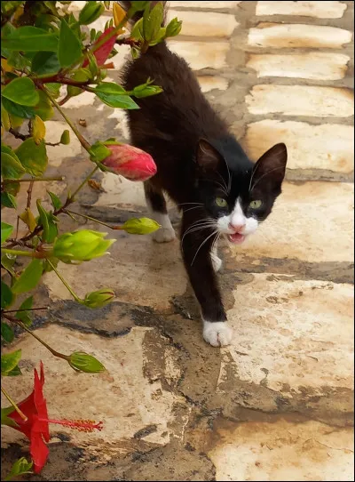 Et ce félin ? Qui pourrait-il être ?