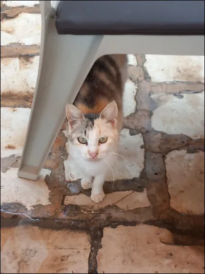 Qui pourrait bien être cette femelle écaille de tortue ?