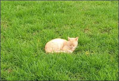 Cette féline se repose tranquillement au soleil, sauras-tu la reconnaître ?