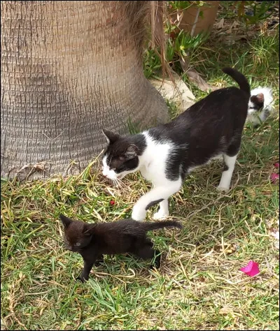 Qui sont le chaton et sa mère sur la photo ?