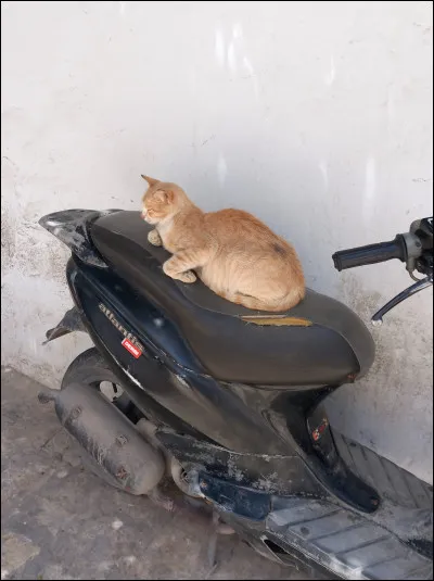 Dis donc, il a son permis de conduire celui-là ?
Qui est ce matou roux ?