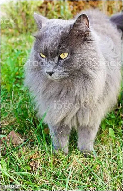 Qui pourrait bien être cette vieille chatte grise ?