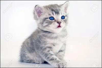 Qui est ce petit chaton ?