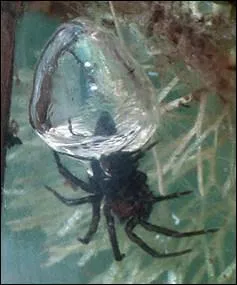 Combiend d'espces d'araignes peuvent guetter leurs proies sous l'eau ?