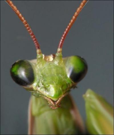 Combien les insectes ont-ils de pattes ?