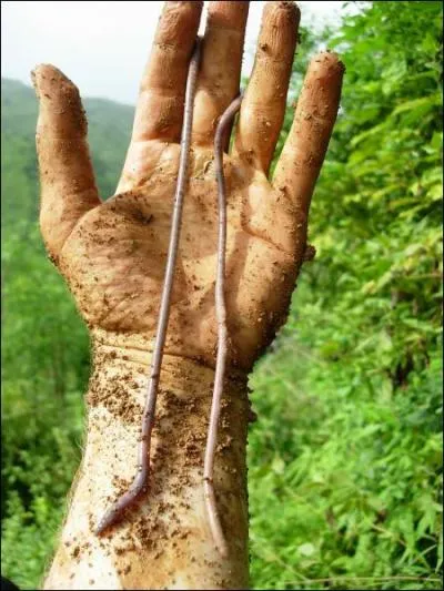 Quelle longueur peut atteindre un ver de terre ?