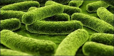 Combien de sortes de bactries contient notre bouche ?