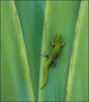 Quel lzard peut marcher au plafond ?