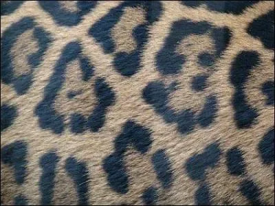 Quel animal  un pelage  taches oceles ?