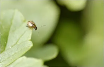 Lequel est insectivore ?