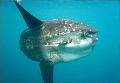Comment s'appelle le trs gros poisson sans queue (aussi appel poisson lune) ?