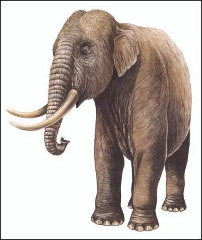 O vivaient les lphants nains il y a quelques millions d'annes ?