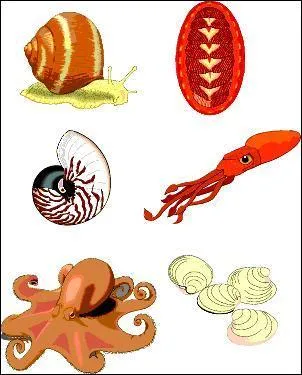 Quel mollusque porte une coquille bivalve ?