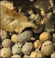 Comment s'appelle l'excroissance des feuilles de chne sous l'influence d'un parasite ?