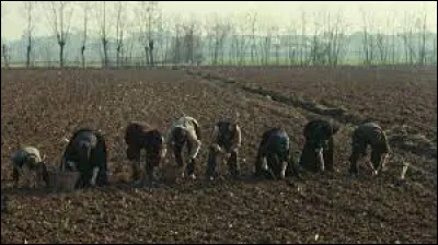 Qui a réalisé "L'Arbre aux sabots", palme d'or en 1978 ?